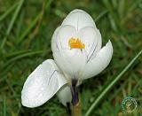 Crocus 8P77D-10